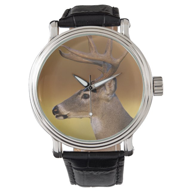 Witstaarthert, Odocoileus virginianus, Horloge (Voorkant)