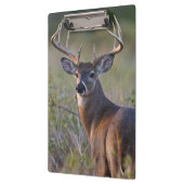 witstaarthert Odocoileus virginianus Klembord (Links)