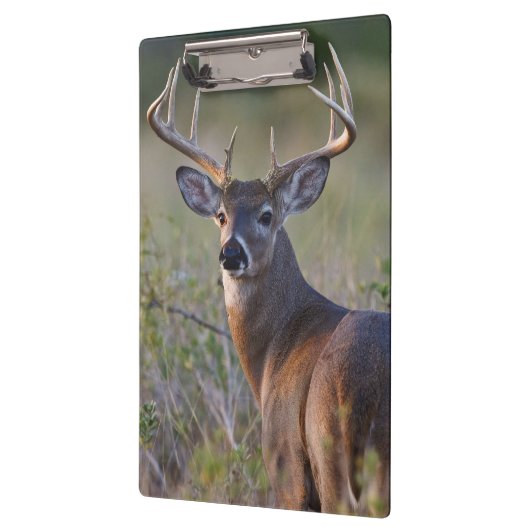 witstaarthert Odocoileus virginianus Klembord (Links)