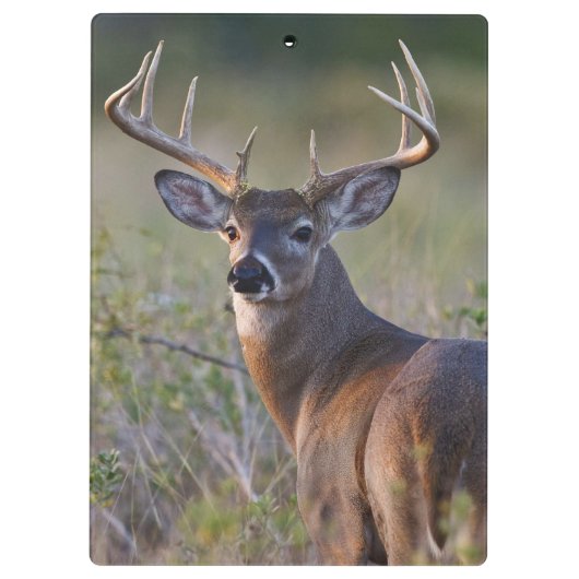 witstaarthert Odocoileus virginianus Klembord (Achterkant)