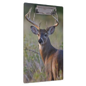 witstaarthert Odocoileus virginianus Klembord (Rechts)