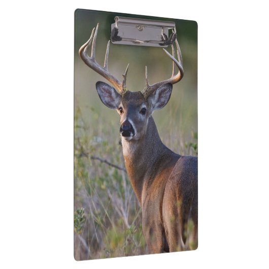 witstaarthert Odocoileus virginianus Klembord (Rechts)