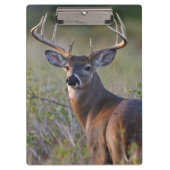 witstaarthert Odocoileus virginianus Klembord (Voorkant)