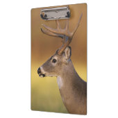 Witstaarthert, Odocoileus virginianus, Klembord (Links)