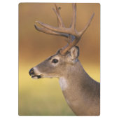 Witstaarthert, Odocoileus virginianus, Klembord (Achterkant)