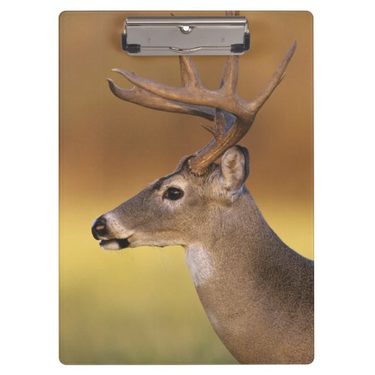 Witstaarthert, Odocoileus virginianus, Klembord (Voorkant)