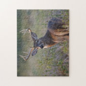 witstaarthert Odocoileus virginianus Legpuzzel (Verticaal)