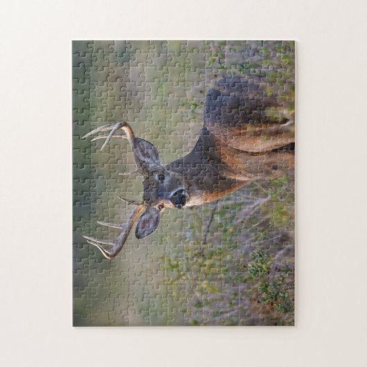 witstaarthert Odocoileus virginianus Legpuzzel (Verticaal)