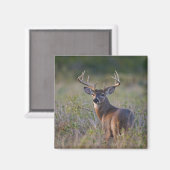 witstaarthert Odocoileus virginianus Magneet (Voorkant / Achterkant)