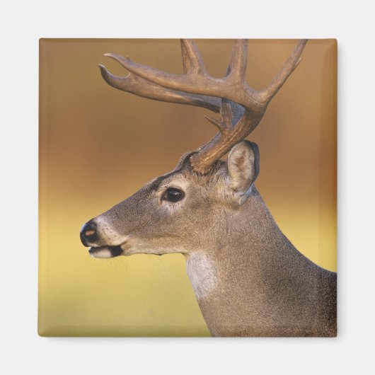 Witstaarthert, Odocoileus virginianus, Magneet (Voorkant)