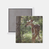 Witstaarthert, Odocoileus virginianus Magneet (Voorkant / Achterkant)