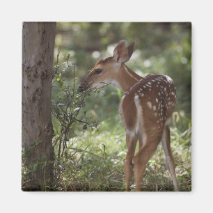 Witstaarthert, Odocoileus virginianus Magneet