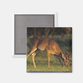 Witstaarthert, Odocoileus virginianus Magneet (Voorkant / Achterkant)