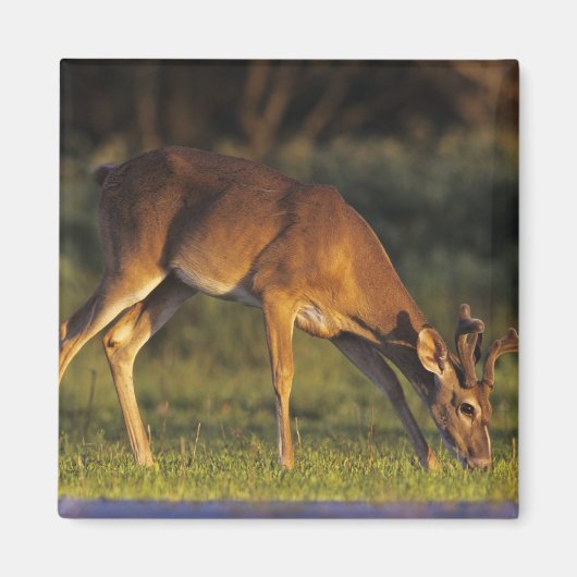 Witstaarthert, Odocoileus virginianus Magneet (Voorkant)