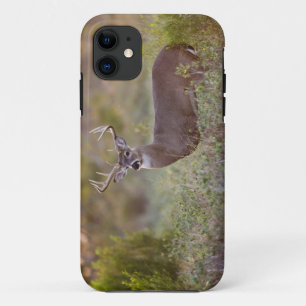 witstaarthert (Odocoileus virginianus) mannetje 2 Case-Mate iPhone Case