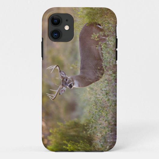 witstaarthert (Odocoileus virginianus) mannetje 2 Case-Mate iPhone Case (Achterkant)
