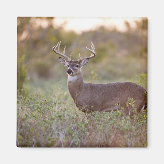 witstaarthert (Odocoileus virginianus) mannetje 2 Magneet (Voorkant)