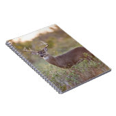 witstaarthert (Odocoileus virginianus) mannetje 2 Notitieboek (Rechterzijde)