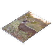 witstaarthert (Odocoileus virginianus) mannetje 2 Notitieboek (Linkerzijde)