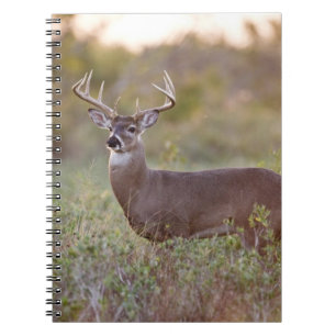 witstaarthert (Odocoileus virginianus) mannetje 2 Notitieboek