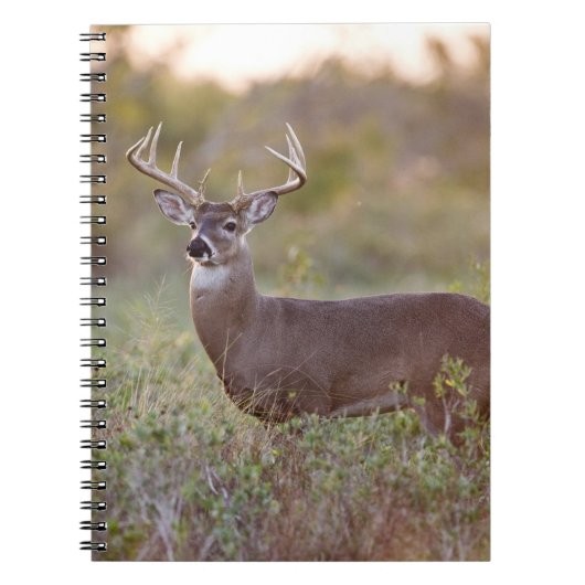 witstaarthert (Odocoileus virginianus) mannetje 2 Notitieboek (Voorkant)