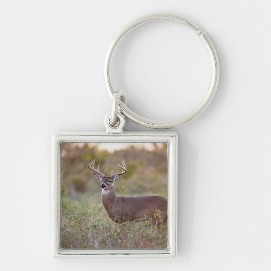 witstaarthert (Odocoileus virginianus) mannetje 2 Sleutelhanger (Voorkant)