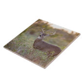 witstaarthert (Odocoileus virginianus) mannetje 2 Tegeltje (Zijkant)