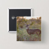 witstaarthert (Odocoileus virginianus) mannetje 2 Vierkante Button 5,1 Cm (Voorkant /achterkant)