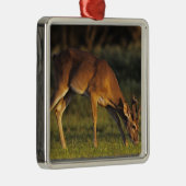 Witstaarthert, Odocoileus virginianus Metalen Ornament (Rechts)