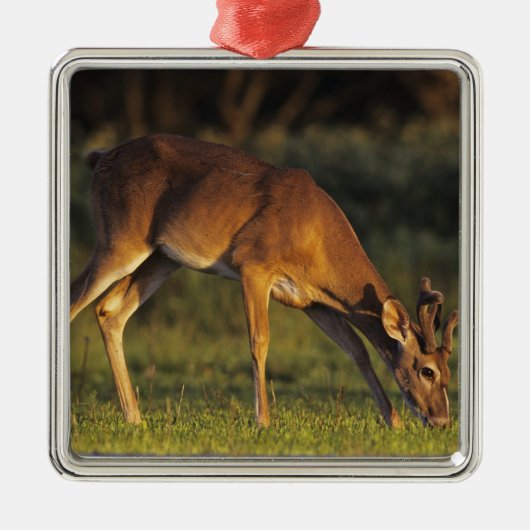 Witstaarthert, Odocoileus virginianus Metalen Ornament (Voorkant)
