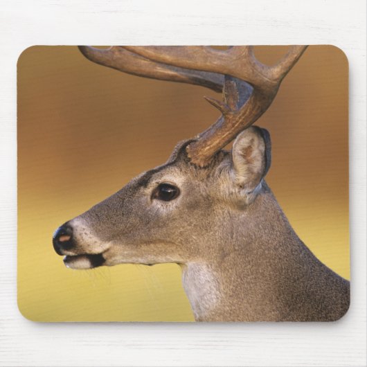 Witstaarthert, Odocoileus virginianus, Muismat (Voorkant)