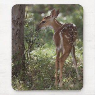 Witstaarthert, Odocoileus virginianus Muismat