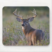 witstaarthert Odocoileus virginianus Muismat (Voorkant)