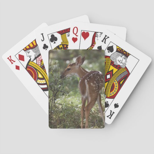 Witstaarthert, Odocoileus virginianus Pokerkaarten (Achterkant)