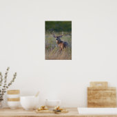 witstaarthert Odocoileus virginianus Poster (Keuken)