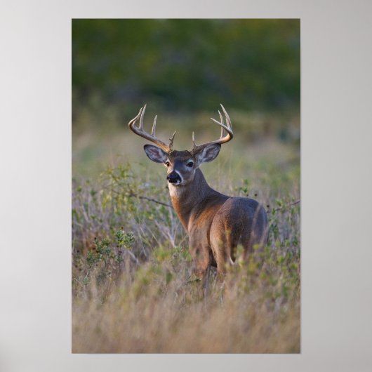 witstaarthert Odocoileus virginianus Poster (Voorkant)