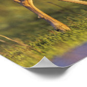 Witstaarthert, Odocoileus virginianus Poster (Hoek)