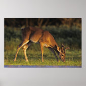 Witstaarthert, Odocoileus virginianus Poster (Voorkant)