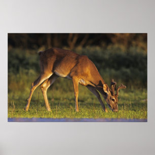 Witstaarthert, Odocoileus virginianus Poster