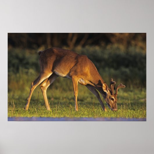 Witstaarthert, Odocoileus virginianus Poster (Voorkant)
