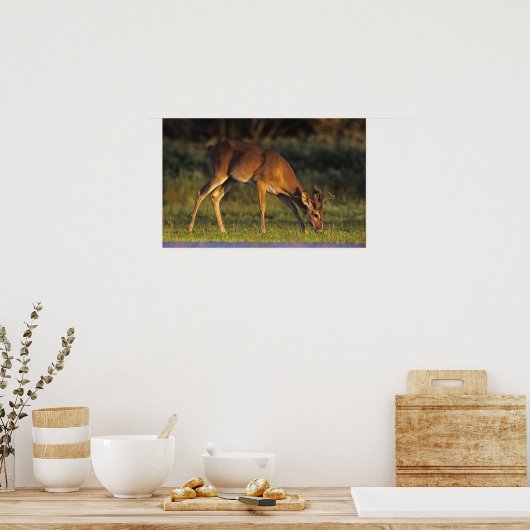 Witstaarthert, Odocoileus virginianus Poster (Keuken)