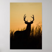 Witstaarthert Odocoileus virginianus) Poster (Voorkant)