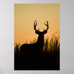 Witstaarthert Odocoileus virginianus) Poster