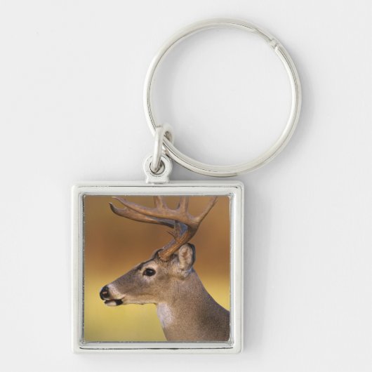 Witstaarthert, Odocoileus virginianus, Sleutelhanger (Voorkant)
