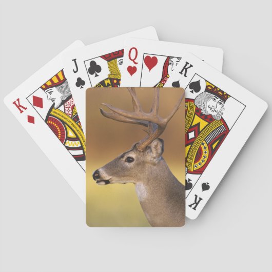 Witstaarthert, Odocoileus virginianus, Speelkaarten (Achterkant)