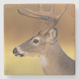 Witstaarthert, Odocoileus virginianus, Stenen Onderzetter