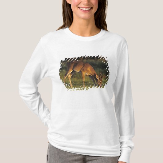Witstaarthert, Odocoileus virginianus T-shirt (Voorkant)