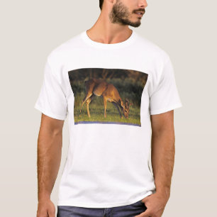 Witstaarthert, Odocoileus virginianus T-shirt