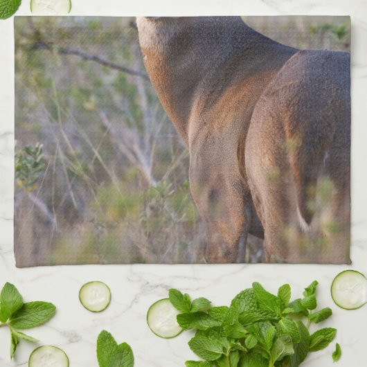 witstaarthert Odocoileus virginianus Theedoek (Gevouwen)