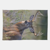 witstaarthert Odocoileus virginianus Theedoek (Horizontaal)